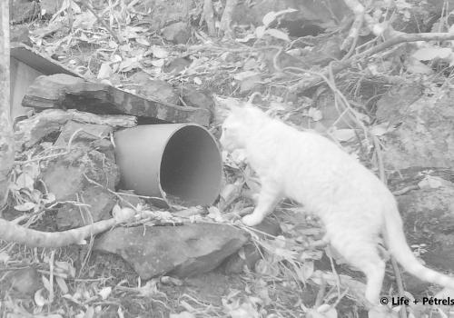 chat_dans_une_colonie_artificielle_de_petrels_c_life_petrels.jpg
