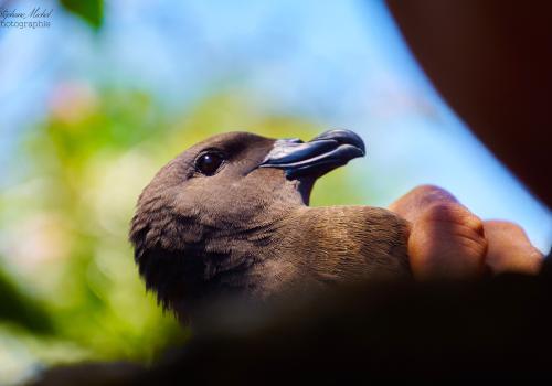 echouage_petrel_noir_14-11-15_s._michel_pnrun.jpg