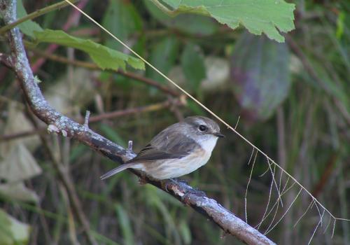 tec-tec_femelle_saxicola_tectes_sentier_de_diore_saint-benoit_parc_national_de_la_reunion_-_lucien_tron.jpg