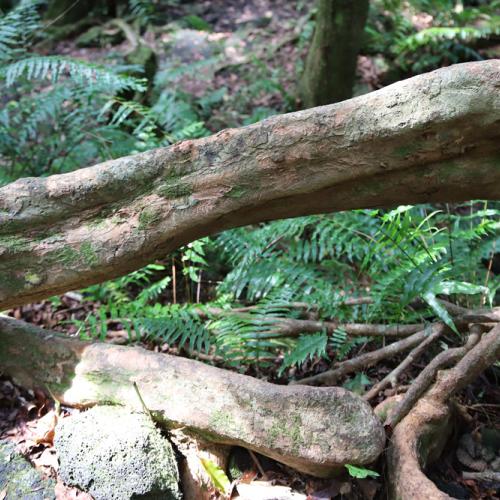 En forêt de Mare Longue 