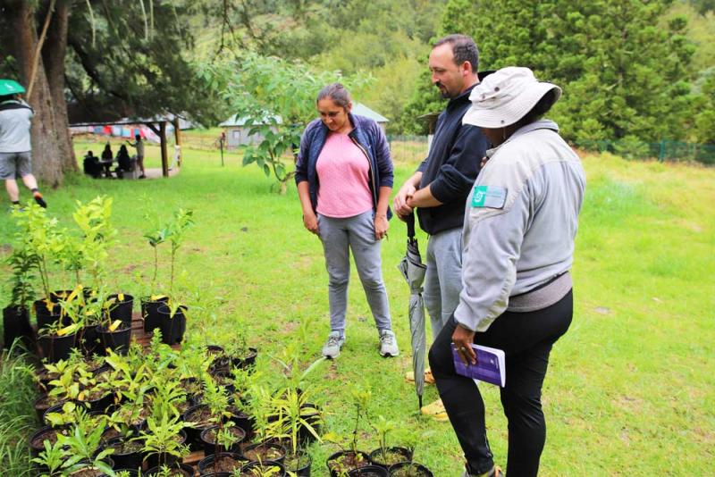 Les Mafatais repartent avec des plants 