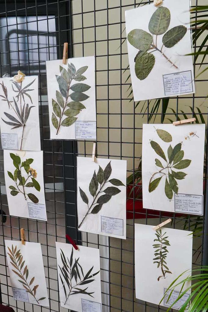  Collection d'herbiers 