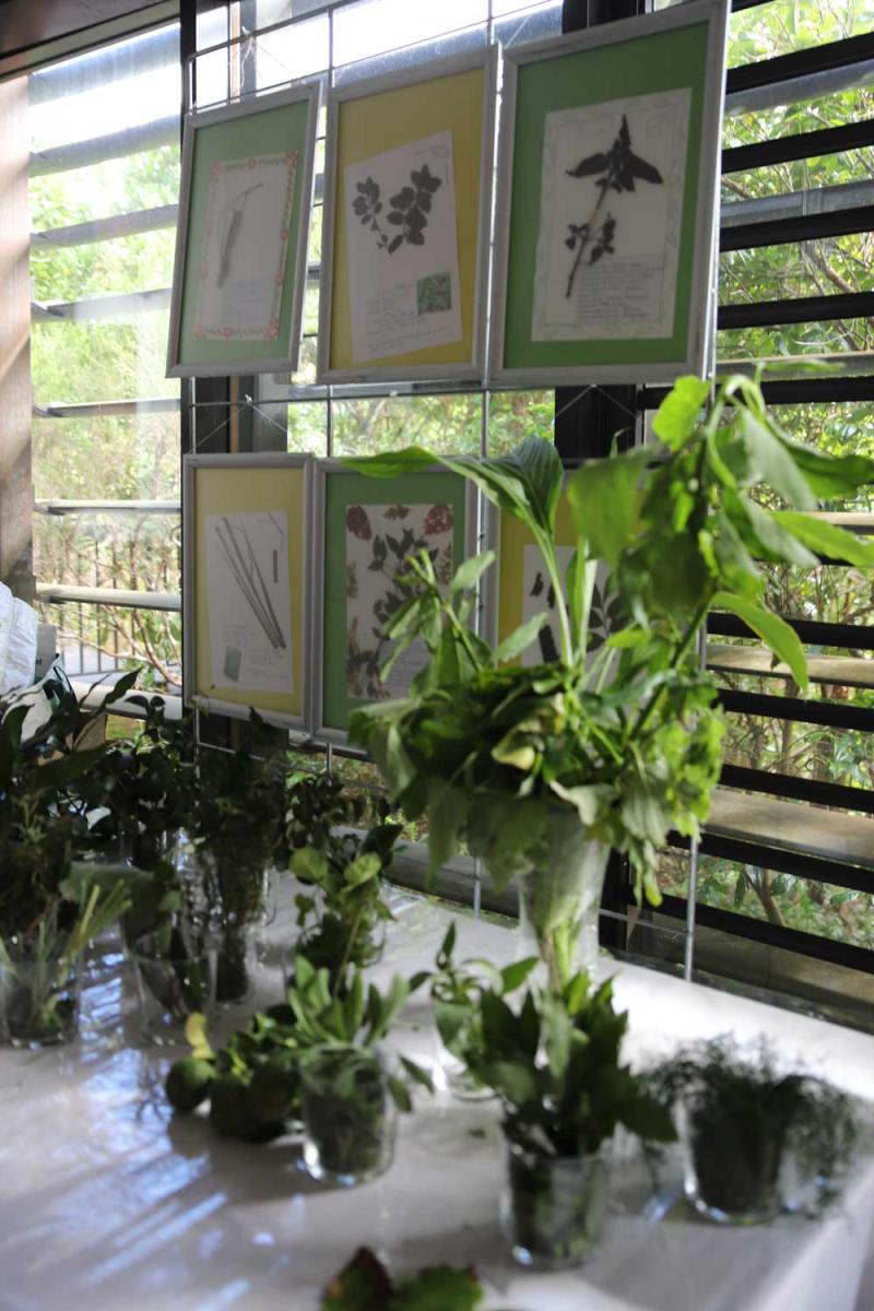 Collection d'herbiers réalisés dans le cadre du concours Zerbaz péi 2024  