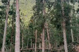 Des arbres abattus par le cyclone Garance - Bébour-Bélouve © Parc national de La Réunion