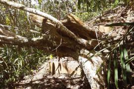Bois maigre couché sur le sentier - Grand Ilet (Salazie)  © Parc national de La Réunion