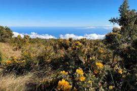 L'ajonc d'Europe colonise le Maïdo @Marine Dijoux - Parc-national-de-La-Réunion
