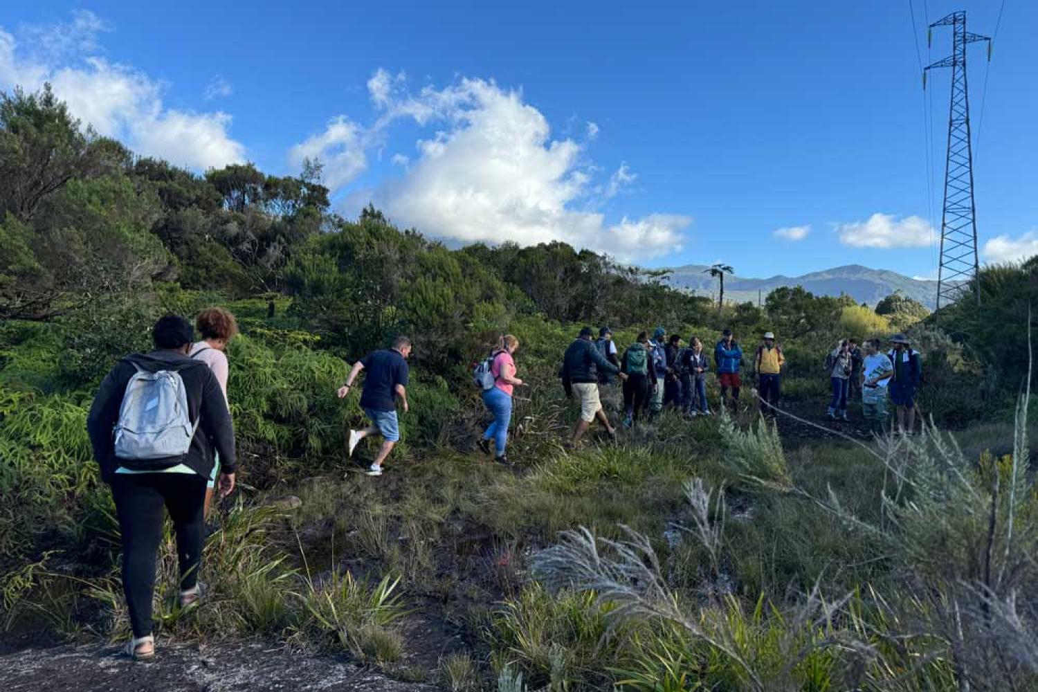 La pandanaie de la Plaine des Palmistes, zone humide d'exception est située à quelques pas de la ville © Parc national de La Réunion