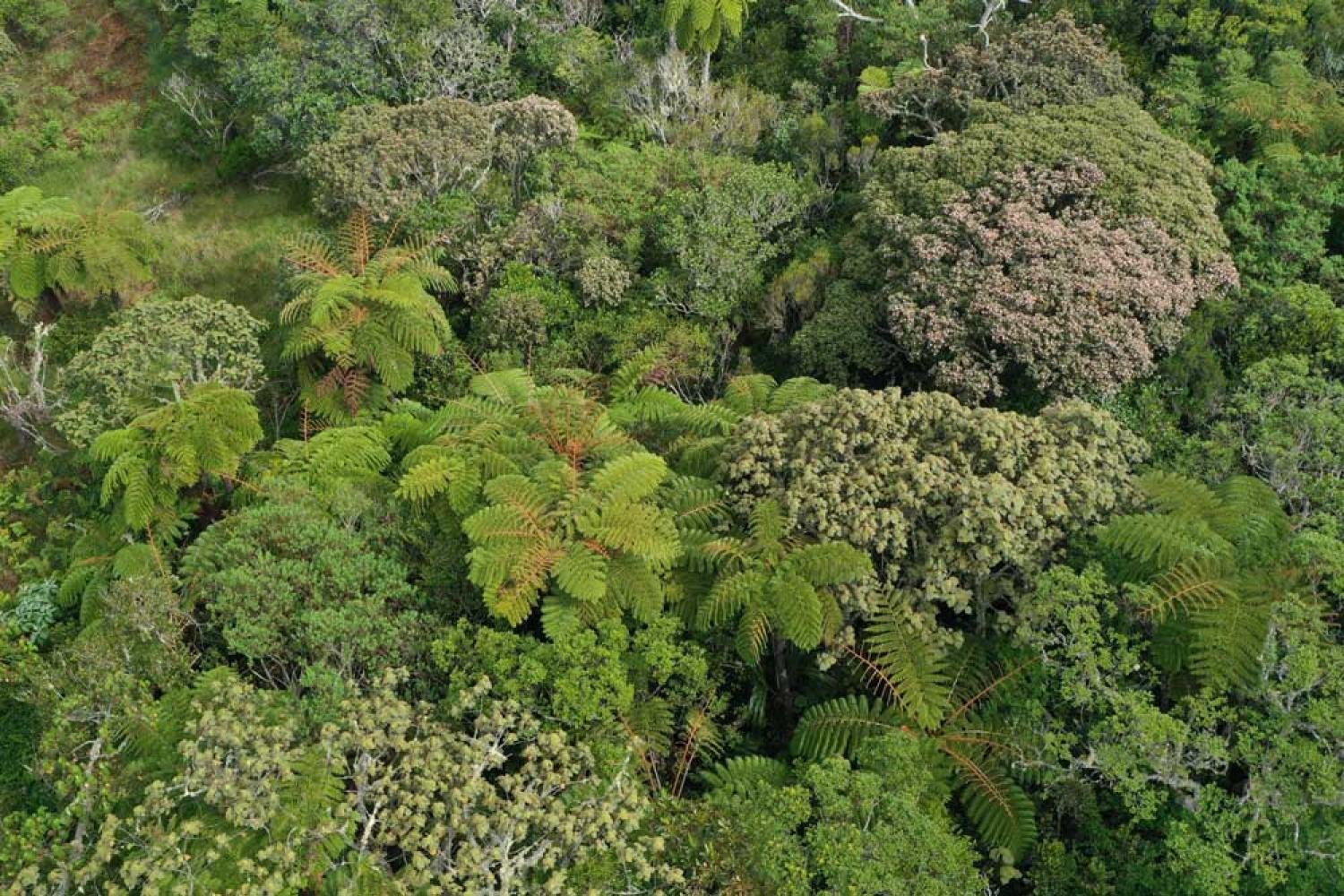 Forêt de Petite-Ile ©Electron-Family-Parc-national-de-La-Réunion