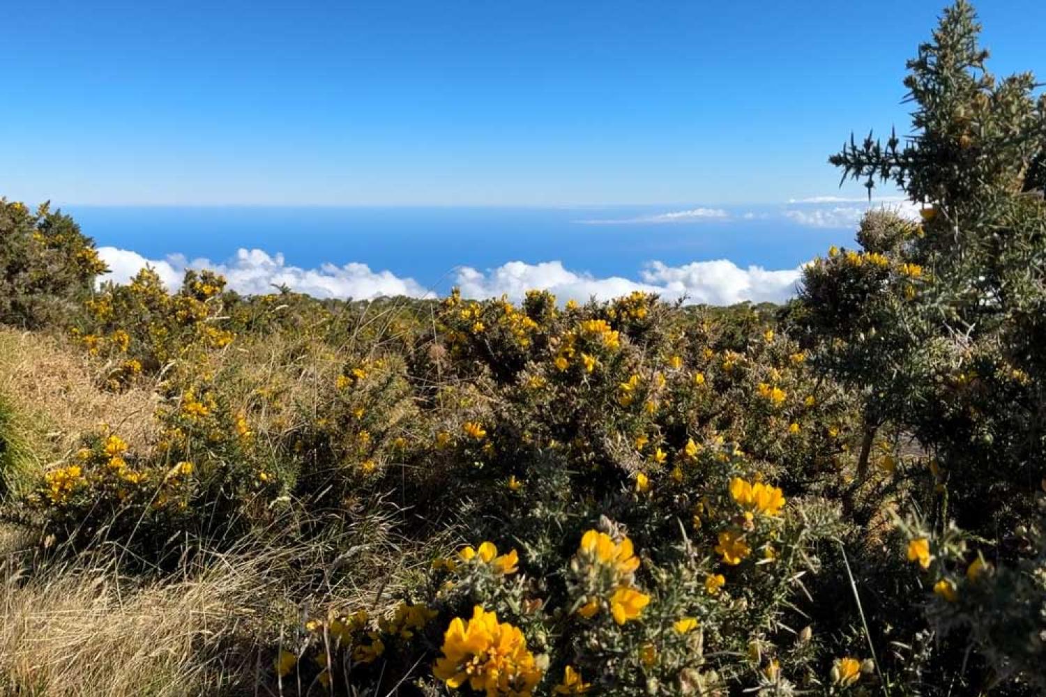 L'ajonc d'Europe colonise le Maïdo @Marine Dijoux - Parc-national-de-La-Réunion
