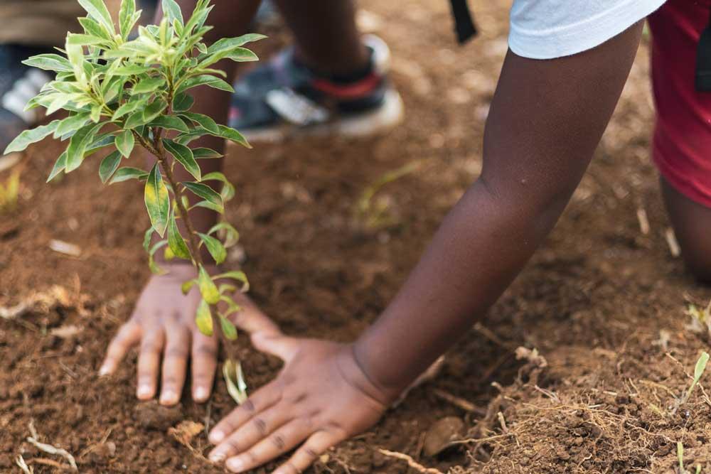 Plantation au Léna