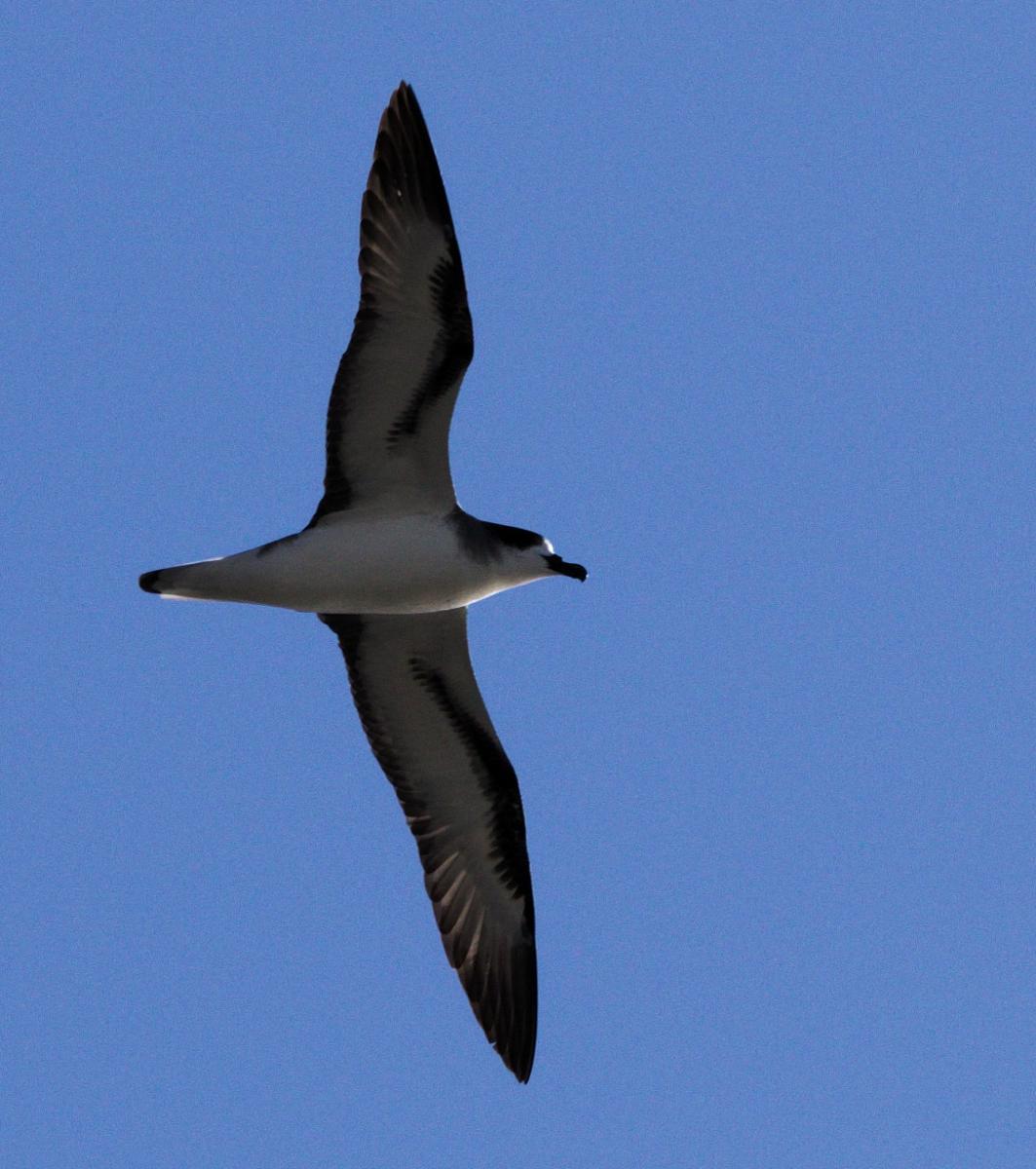 petrel_de_barau_ccellule_life_petrels_-_martin_riethmuller_3.jpg