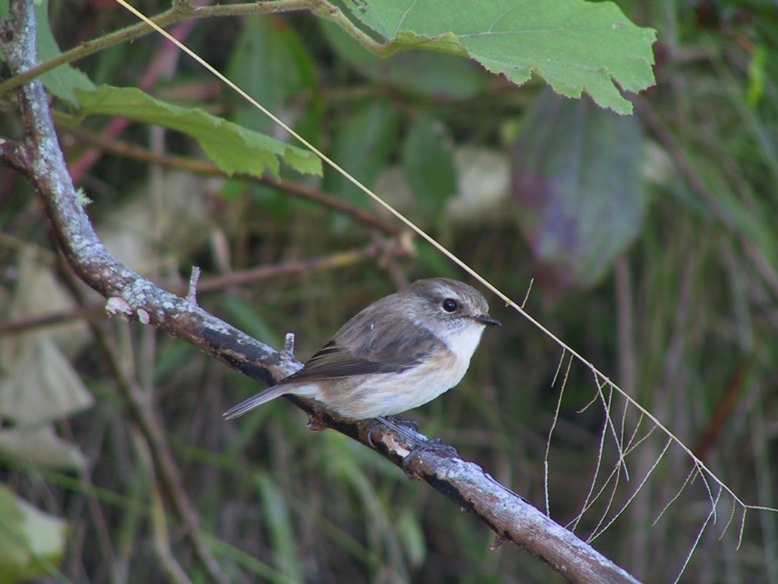 tec-tec_femelle_saxicola_tectes_sentier_de_diore_saint-benoit_parc_national_de_la_reunion_-_lucien_tron.jpg